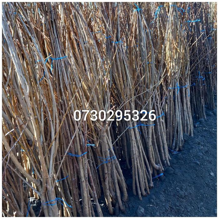 Vând Pomii Fructiferi Altoiți Clasici și Columnari anul 3 de vegetație