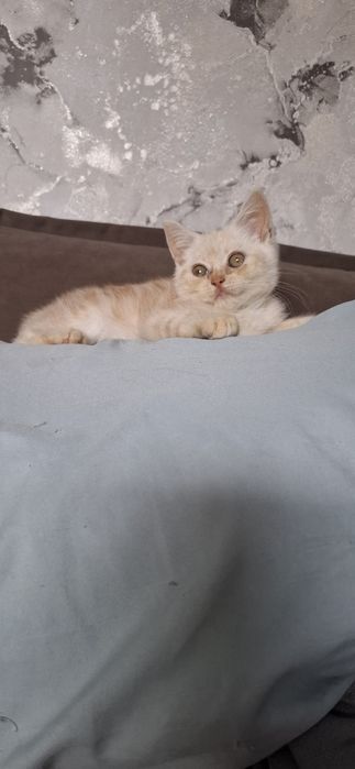 Шотландский мальчик скоттиш страйт