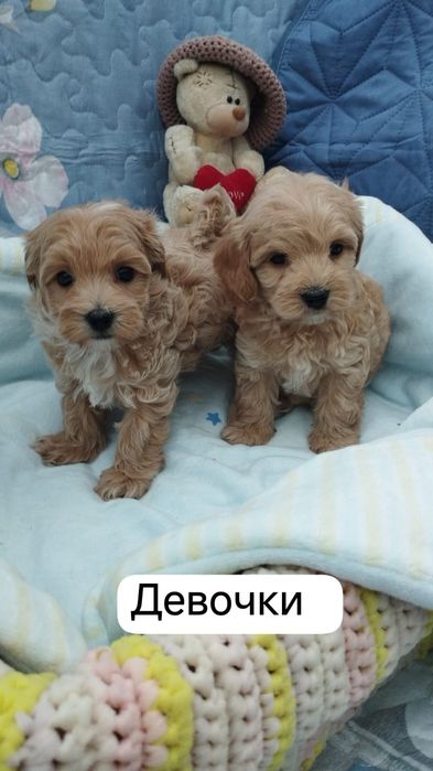 Щенки мальтипу F-1