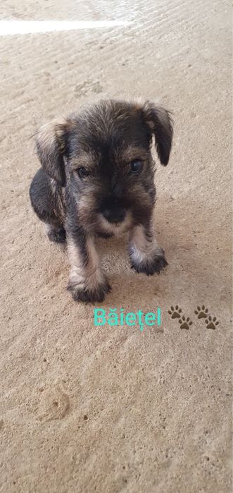 Catei schnautzer pitic