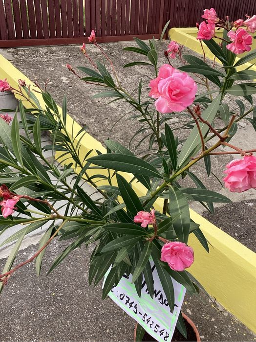 Leandru, leandrii roz, flori multiple, mirositori