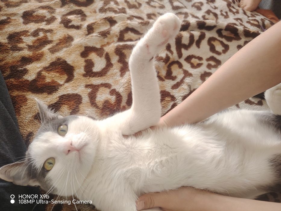 Мушук текинга берилади