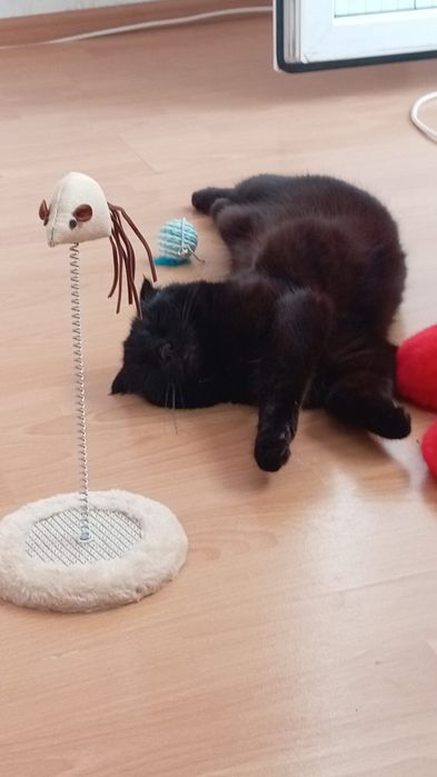 Кошка веслоухий девочка