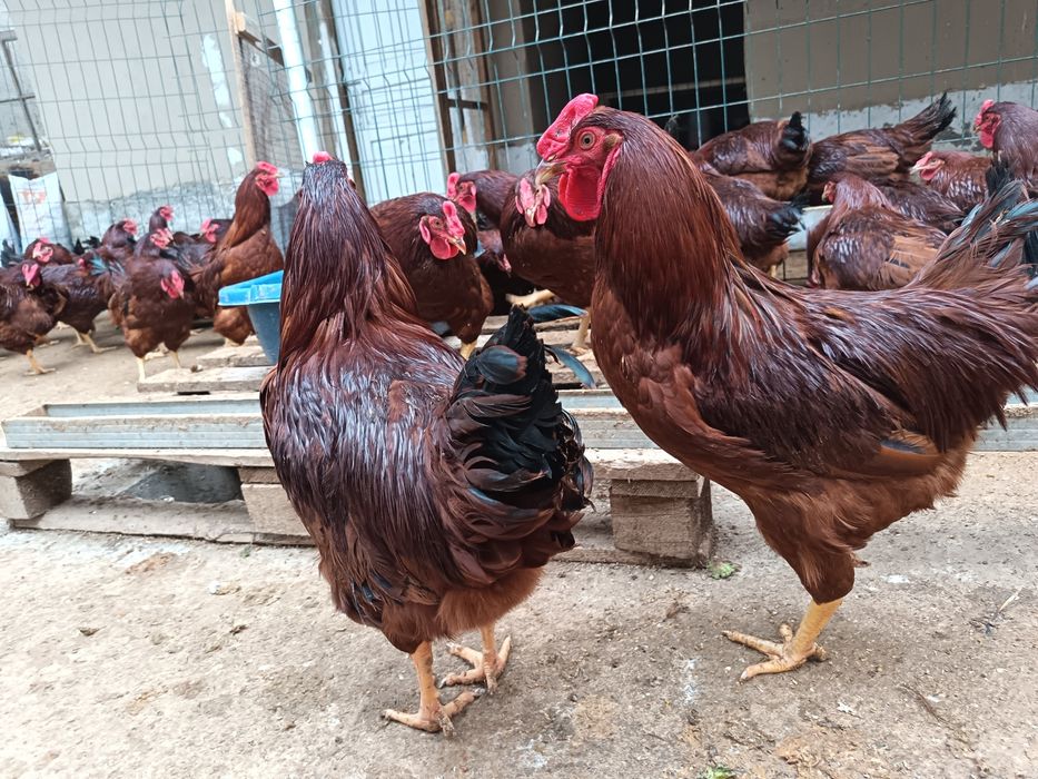 Матични ху́розлар сотилади...