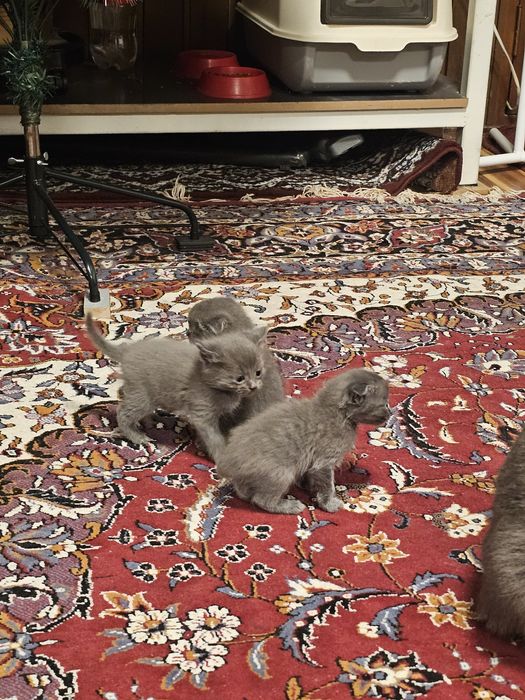 Skotish ford skotish strayt mushuk 2 oylik