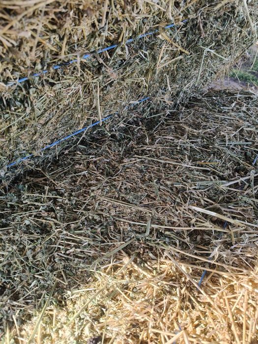 Vând baloti lucerna