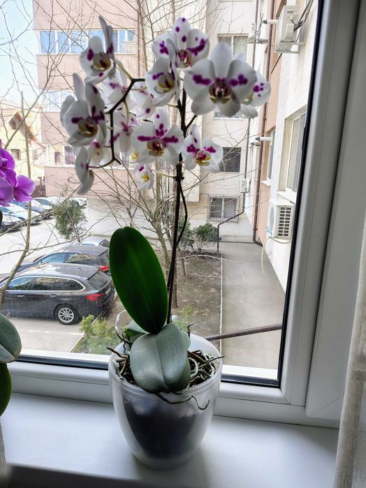 Orhidee Phalaenopsis - înflorite, plante sănătoase