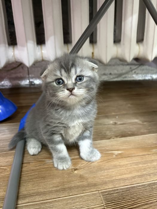 Котята Скотишь Страйт