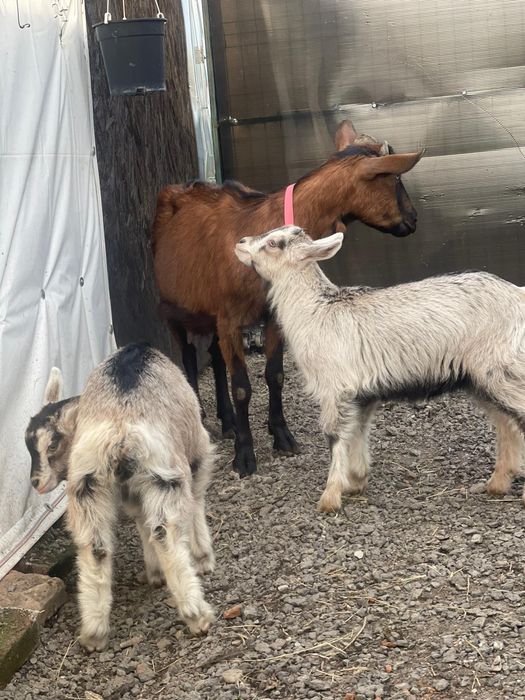 Vând / schimb ,,,2 ieduțe ,rasa alpină franceză cu sannen vârstă 2 luni jumate