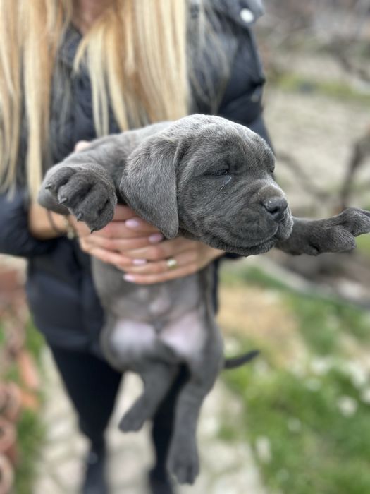 Продавам Кане Корсо на два месеца с ваксини и паспорти