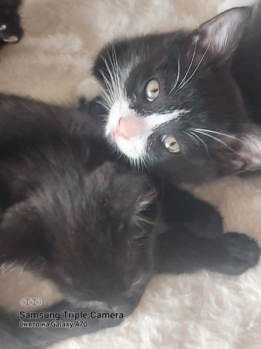 Катята маленькие