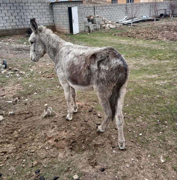 Ешек сатылады Ургашы Мінгір