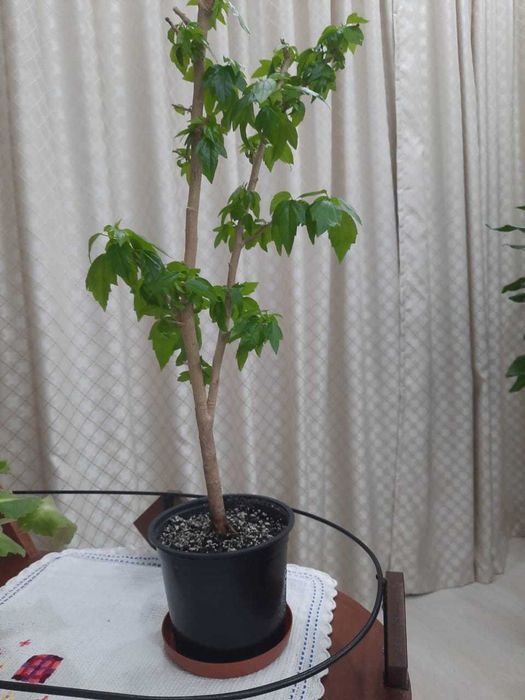 Гибискус (китайская роза)