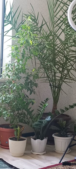 Пальма  финик 15 летний