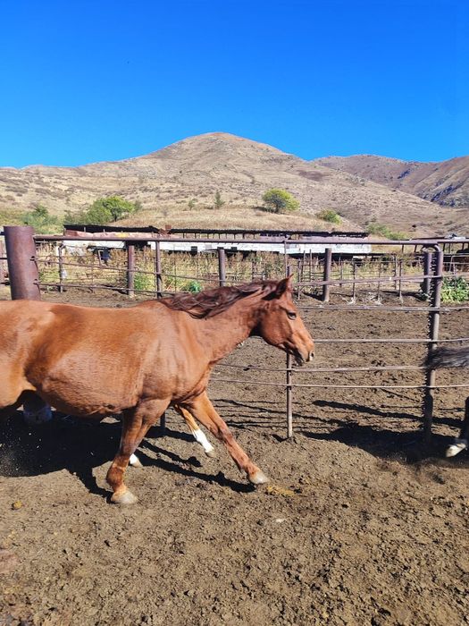 Лошади жылқы Айғыр