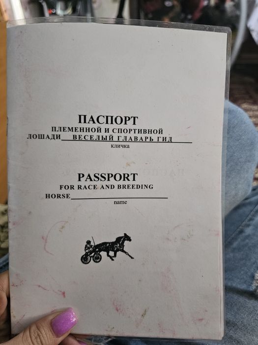 Жеребец русско рысистой породы