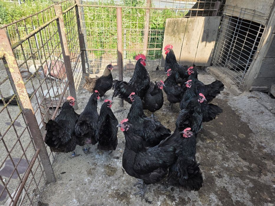 Gaini de rasa Australorp negru