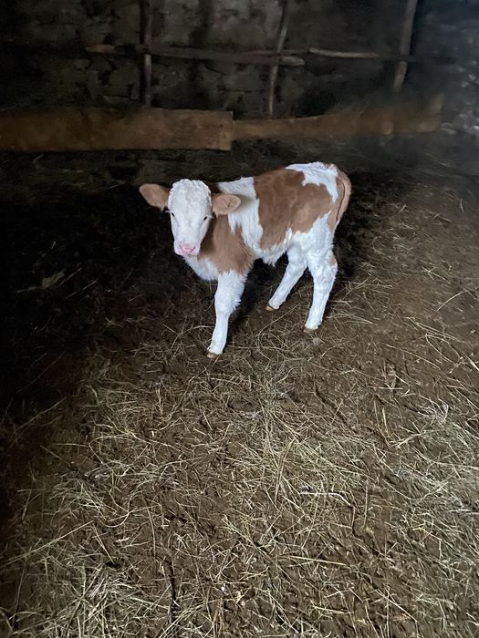 Продаются телята