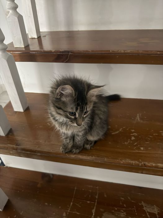 Отдам котят в хорошие руки