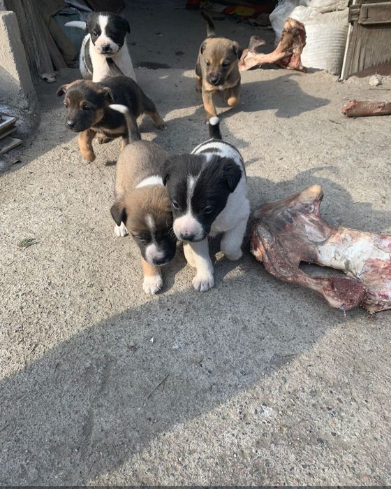 Щенки сторожевые