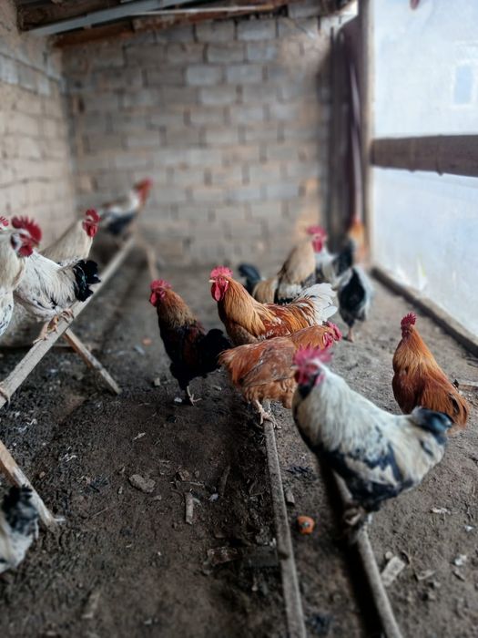 Қораздар сатылады