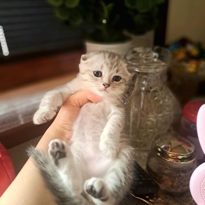 Серебристая шиншилла элит