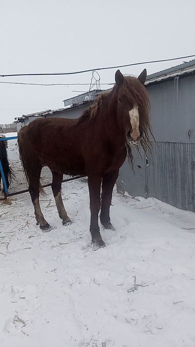 Жеребец тяжеловоз