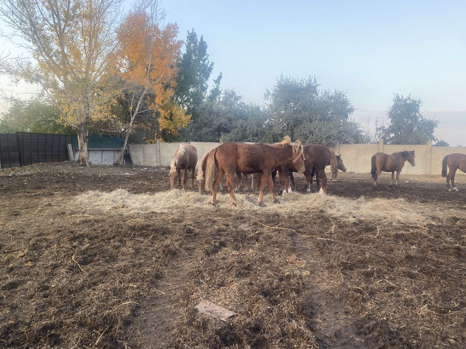 Продам тайчики кобыл жеребчиков