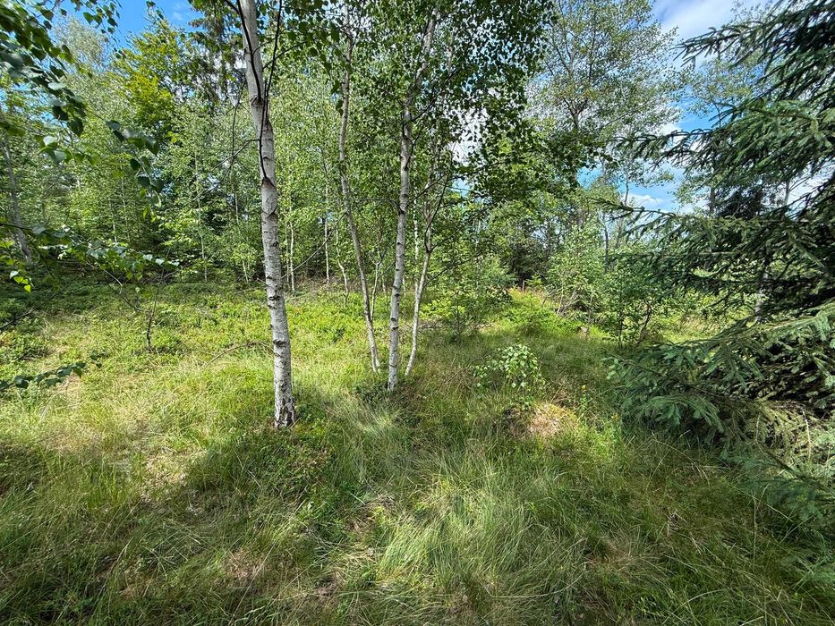 VAND Teren 1.500 MP, 2 Cabane AUTORIZATE pe teren, Calatele Padure