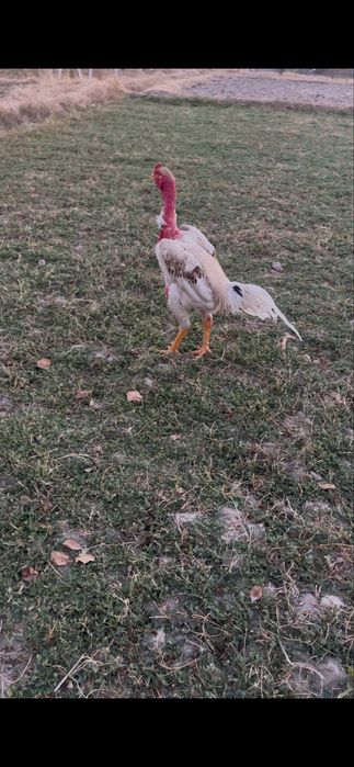 Toza madagaskar toblangan ôyinga tayyor
