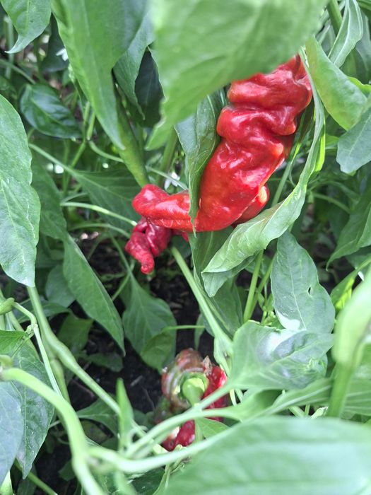 Продам перец горький домашний