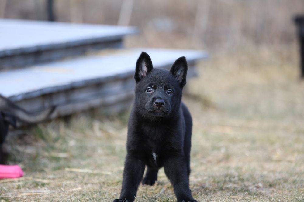 Ciobanesc German Alsacian spate drept cu Pedigree canisa autorizata
