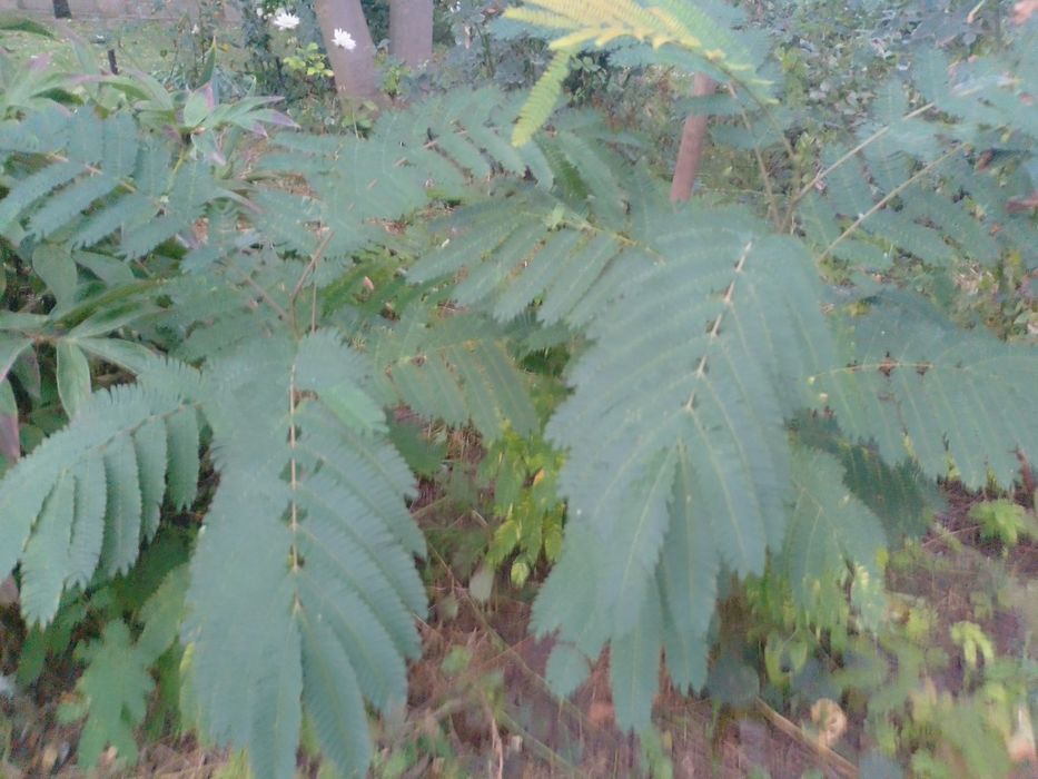 Albizia plante cu radacina nuda an 3