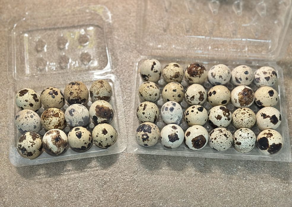 Oua de incubat de prepelita Giganta polara