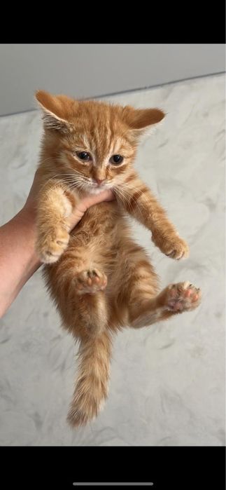Котята Аксу бесплатно