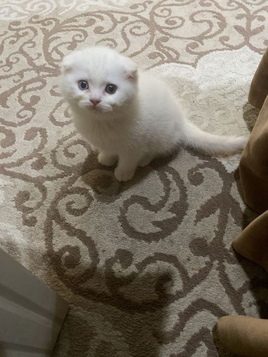 Британские котята