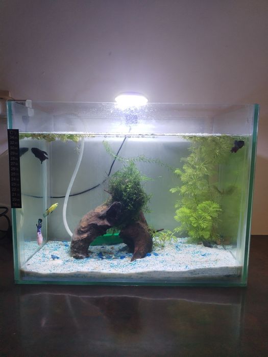 Vând acvariu de 40 de litri!!