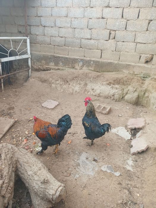 Chatishgan Qora shaxzoda xorozi