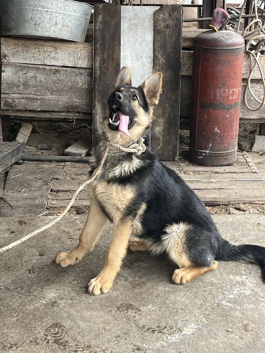 Продам немецкую овчарку