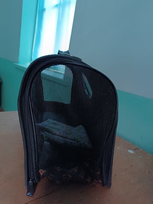 Mushuk 1yoshdan kotta