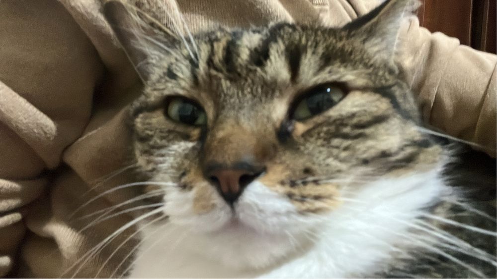 Кот Барсик отдается в хорошое руки!