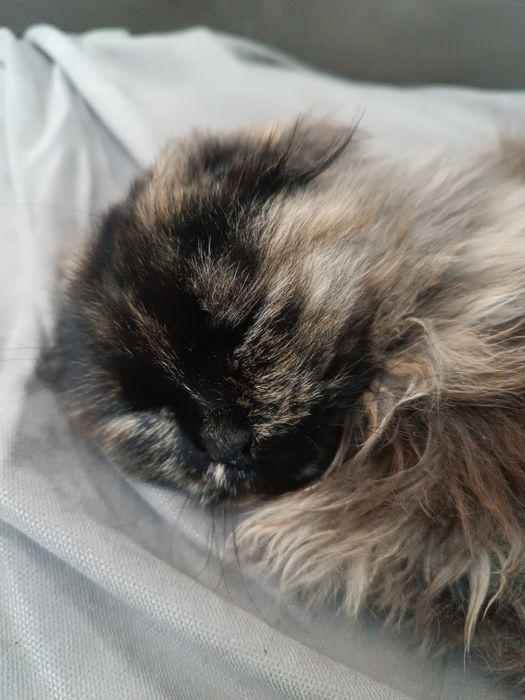 Вислоухий котенок.