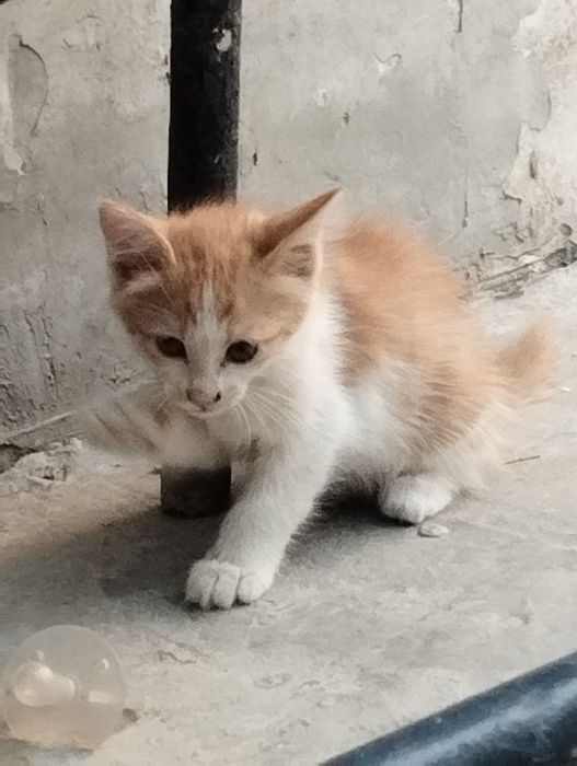 Mushaklar yaxshi qoʻllara beriladi bepul