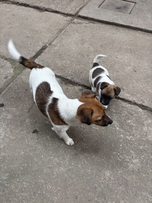 Jack russell terrier