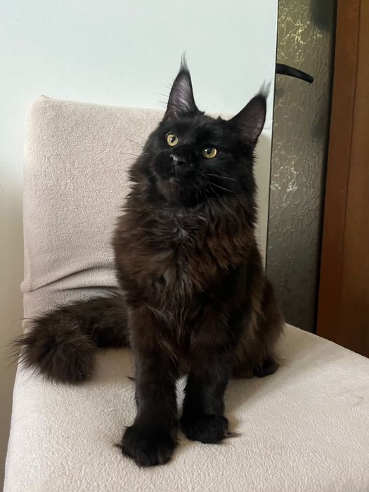Baietel Maine Coon PEDIGREE Felisa