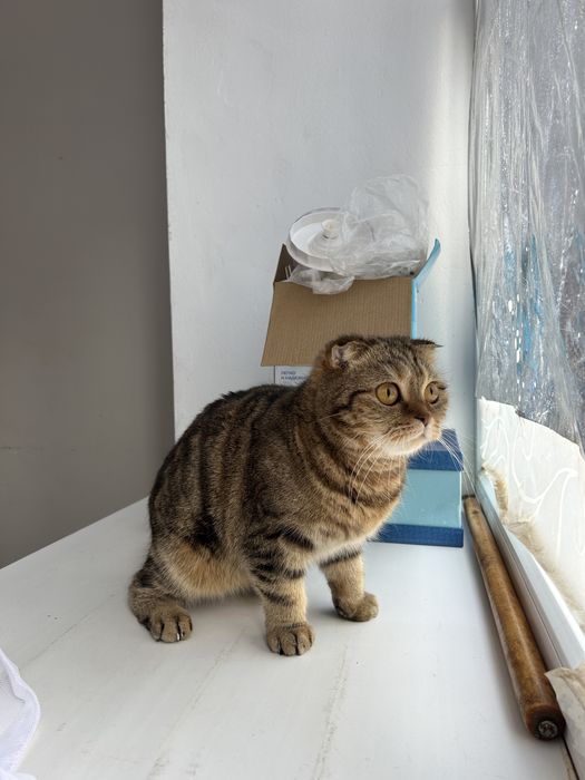 Отдам даром в хороший руки