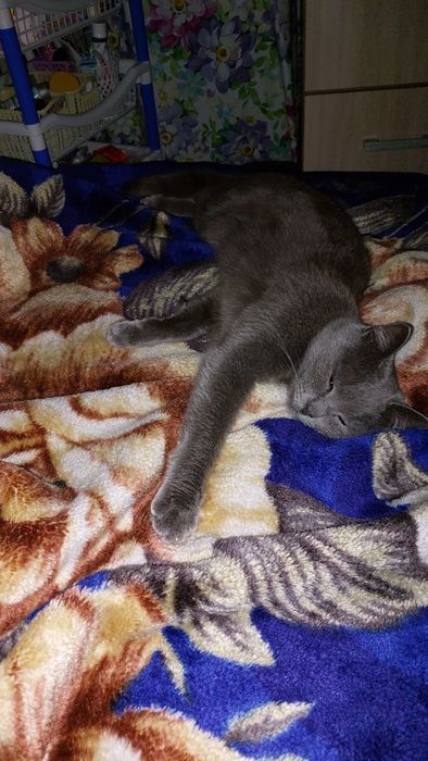 Отдам кошечку в добрые руки