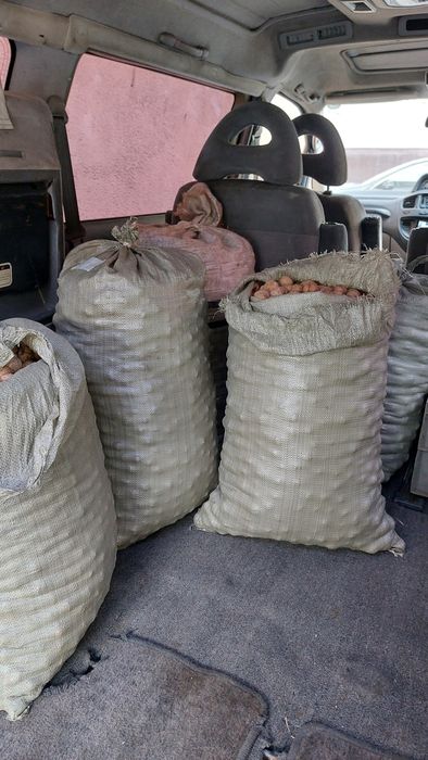 Грецкий орех 2025 года