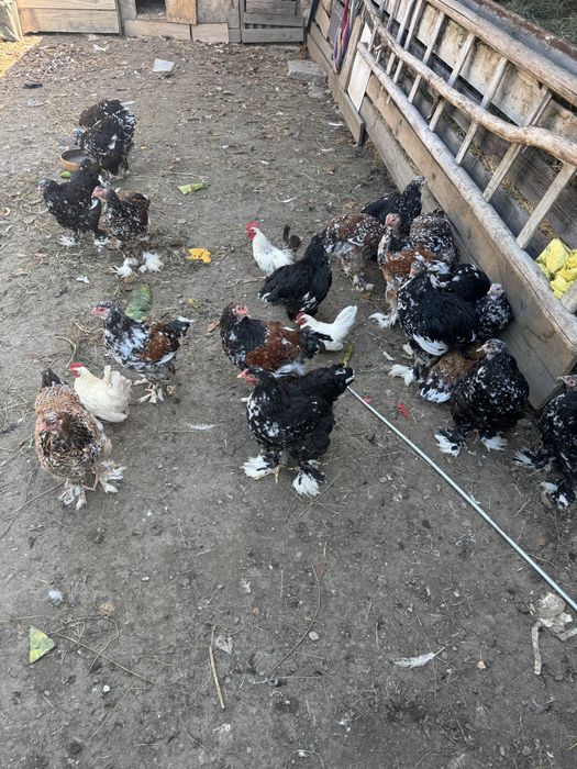 De vânzare brahma bobat si portelan