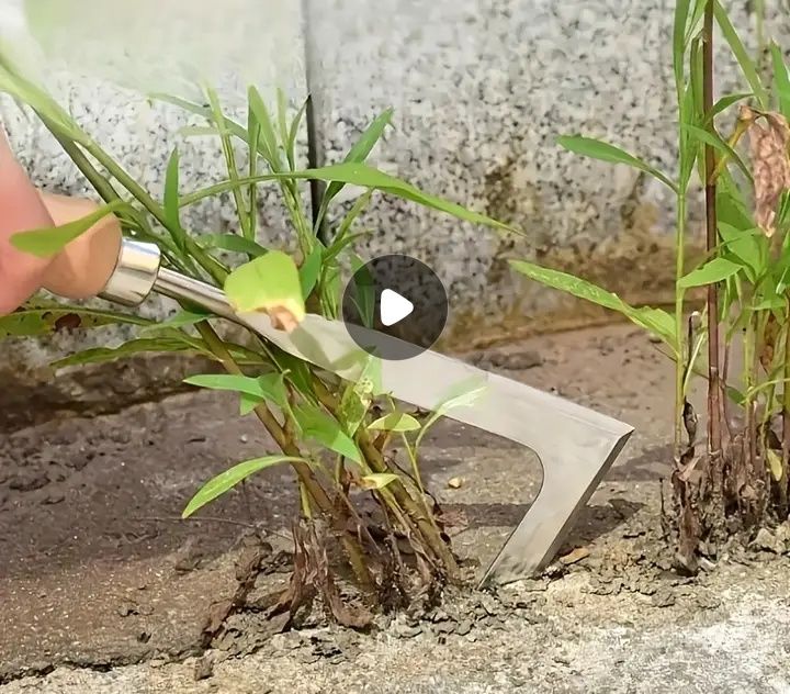 Сърп за корени нов